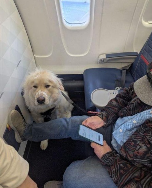 HE WOULDN’T TALK TO ANYONE ON THE PLANE—BUT THEN MY SERVICE DOG SAT NEXT TO HIM