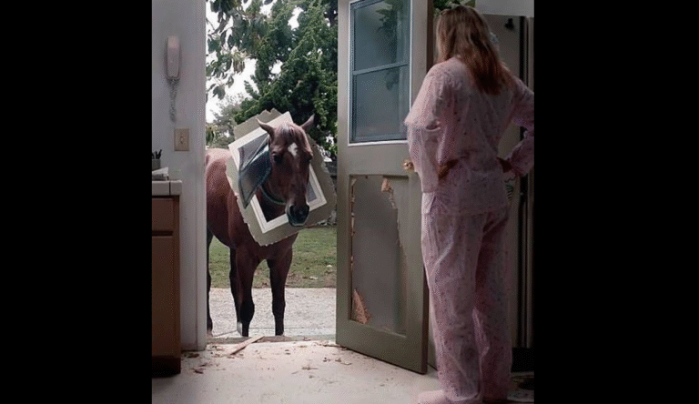 My Horse Smashed Through the Kitchen Door—And I Woke Up to a Nightmare