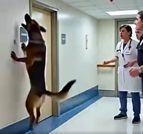 K9 Dog Wouldn’t Stop Barking at Room 207 in a Hospital – What They Found Inside Was Horrifying