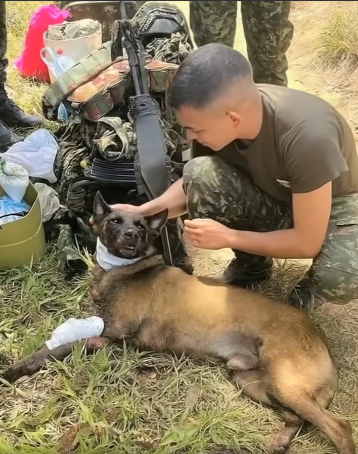 Sansón: The Courageous Dog Who Stepped into Peril to Save Others