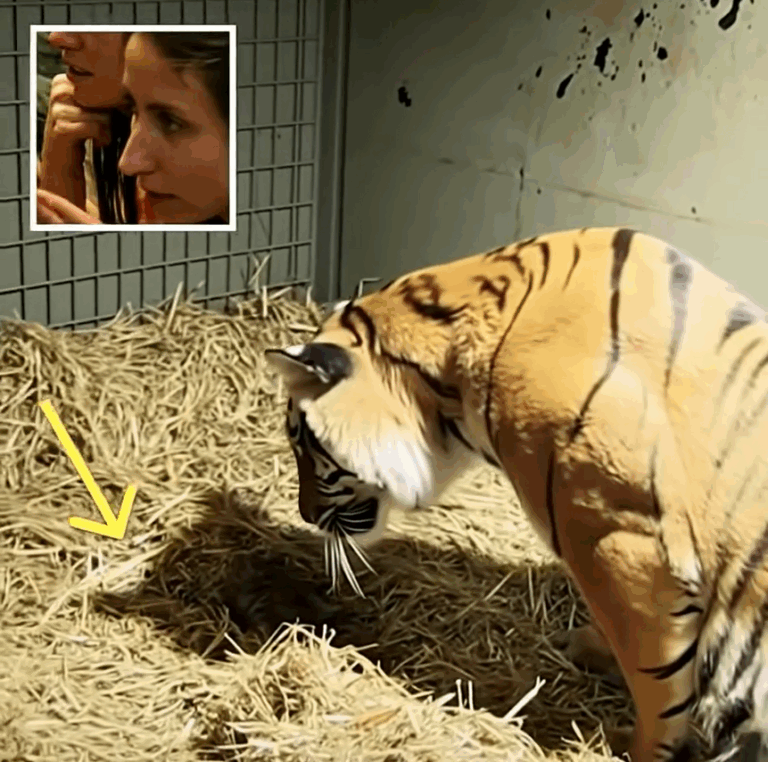 Tiger Mother Gives Birth To Lifeless Cub, Bystanders Left Stunned By Her Immediate Reaction