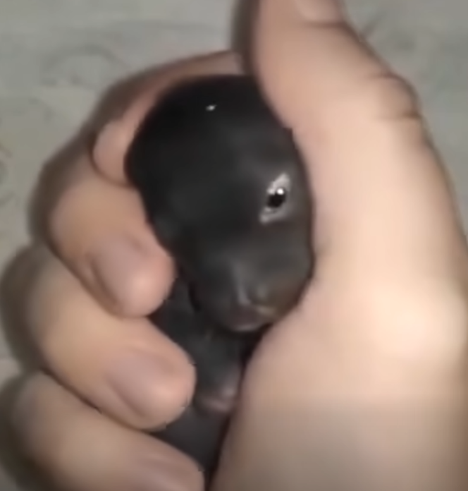 I believed I’d come across an abandoned puppy—but it turned out to be something else entirely