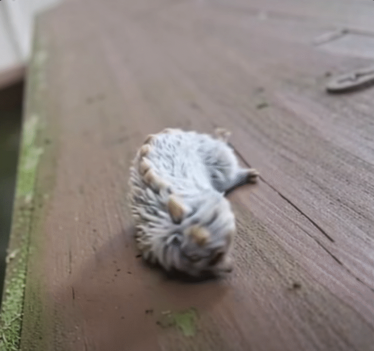 Mysterious Furry Creature Found on Park Bench Amazes Onlookers